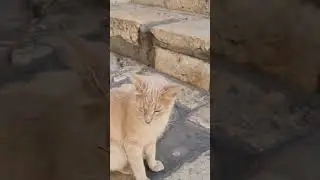 who is the cat waiting for? Church of the Holy Sepulcher in Jerusalem, Israel