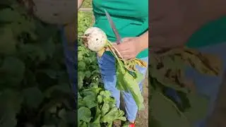 ОРИГИНАЛЬНАЯ ОКРАСКА редиса. Поздний сорт редиса для вашего огорода.