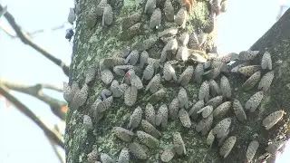 Spotted lanternfly a real pest in Pennsylvania