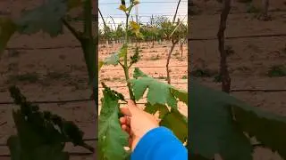 Techniques To Grow Beautiful Grapes   #satisfying #farming