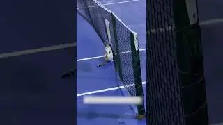 Athletic Cat Plays Tennis On Court