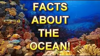 Fascinating Facts About the Ocean!