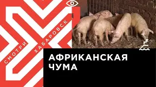 Африканская чума свиней распространяется в Хабаровском крае