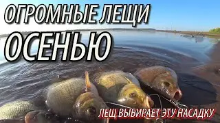 ЗДОРОВЫЕ ЛЕЩИ на глубине 1.5 метра! Ловля леща на СУПЕР-НАСАДКУ ОСЕНЬЮ. Рыбалка на крупного леща