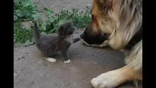 😺 Теперь я тут главный! 🐕 Смешное видео с собаками, кошками и котятами! 😸