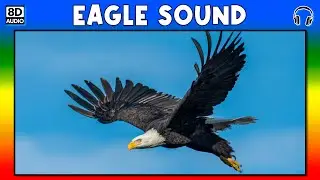 🦅 EAGLE SOUND - EAGLE SOUND EFFECT - SOUND OF EAGLE - NOISE OF EAGLE