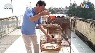 Chơi chim cảnh hót - Thú vui tao nhã