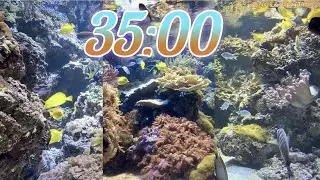 35 Minute Aquarium Timer/Countdown With Relaxing Music 🐟🐠|Cuenta Regresiva de 35 Minutos con Música.