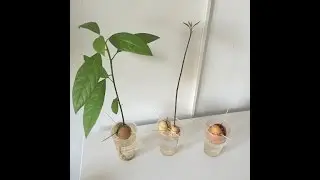 How To Grow A Avocado - Hoe groeit een avocado