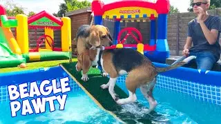 LOUIE The BEAGLE Birthday POOL Party! Dogs Barking and Howling