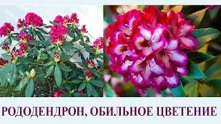 РОДОДЕНДРОН, УХОД, ОБРЕЗКА, ОБИЛЬНОЕ ЦВЕТЕНИЕ