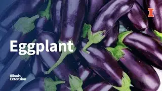 Picking, Preparing, and Storing Eggplant