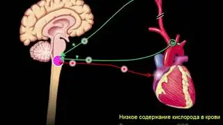 Рефлексы с хеморецепторов