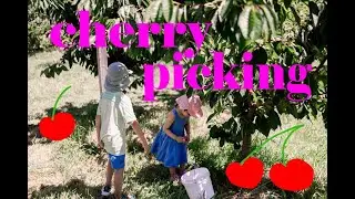 Lewison's Family Cherry Picking at Hood River Organic U-Pick