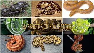 MOST COMPLETE !!! 59 SPECIES OF BOA (BOIDAE)