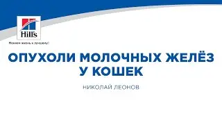 Вебинар на тему: "Опухоли молочных желёз у кошек. Опыт ведения пациентов". Лектор - Николай Леонов.