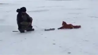 Лиса на зимней рыбалке.