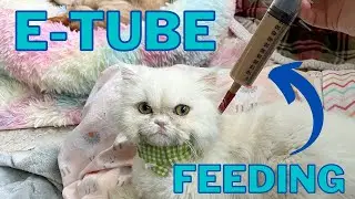 Feeding a Cat With an E-Tube