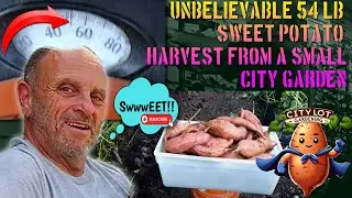 Massive 54 lb Sweet Potato Harvest: Urban Gardening Success