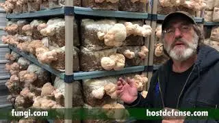 Paul Stamets: Mycelium Makes Mushrooms, Mushrooms Make Mycelium