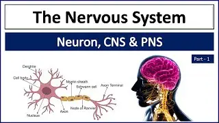 Nervous System | Central and Peripheral Nervous System ( CNS & PNS) | Neuron | Organs of Nervous Sys