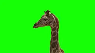 Giraffe Green Screen, Green Screen Animals - Giraffe Stock Footage Video