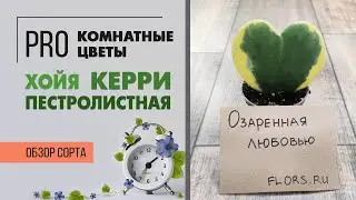 Хойя Керри пестролистная - обзор сорта | Озаренная любовью | Неприхотливое растение для дома
