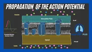 Propagation of  Action Potential