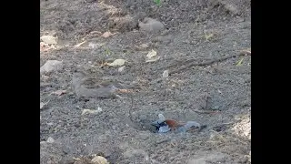 Пылевание домовых воробьёв ( Passer domesticus). Зачем птицы купаются в пыли?