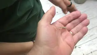 Friendly Baby Praying Mantis