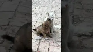 Grandma's puppy and Cat Grandma💕💕💕