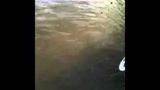 feeding carp fosters