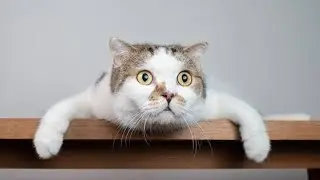 Funny Videos With Cats And Dogs😂😻 Cute Cats Funny Video.