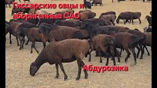 Гиссарские овцы и аборигенные САО Таджикистана саги дахмарда Абдурозика,  селение Сугдиён