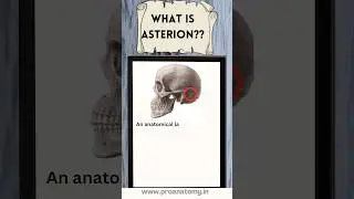 #asterion #skull #anatomy #anatomyfacts #skullanatomy