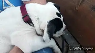 Щенок спит, но как он храпит😂