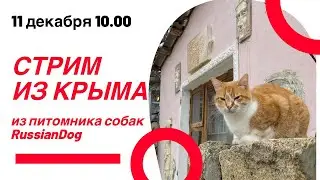 СТРИМ из питомника собак РашенДог (RussianDog)