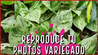 COMO SE REPRODUCE EL PHOTOS VARIEGADO | Telefono Blanco