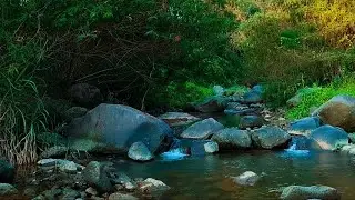 Asmr forest sounds, nature sounds no music, river meditation music, nature sounds relaxing music