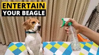 9 Quick Ways to Relieve your Beagles Boredom at Home