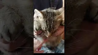 потягусі #youtube #cat #ukraine #cute #влог #funny #catlover #кіт #funnycats #чемнийкіт