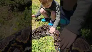 huge reticulated python outside