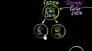 Germ cells, gametes & sexual reproduction | How do organisms reproduce | Biology | Khan Academy