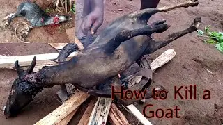 How To kill a goat 🐐 For Goat Meat Pepper Soup⚔️🔞