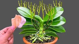 Place 1 Piece Under Your Orchid – Watch It Grow 100 Branches & Bloom All Year!