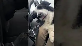 Dog Falls Asleep on Gearshift