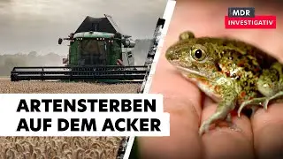 Artensterben auf dem Acker: Keine Chance für wilde Pflanzen und Tiere