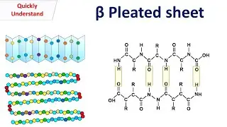 Beta sheet