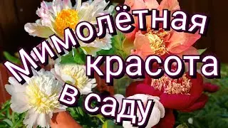 Пионы, ранние сорта в моем саду. Эти яркие краски никого не оставляют равнодушным