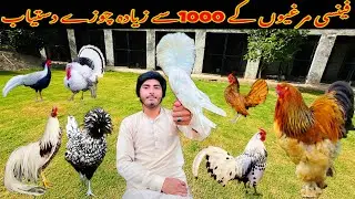 Fancy Hen Farming in Pakistan || Titer Farming in pakistan || Turkey 🦃 Bird Farming #vlog